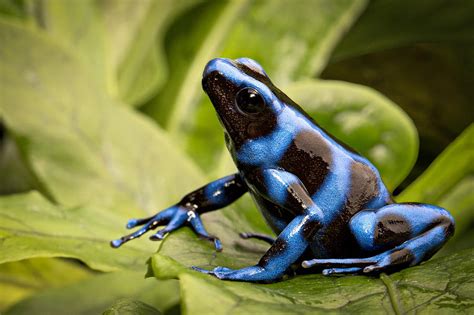 Blue Poison Dart Frog Photograph by Dirk Ercken