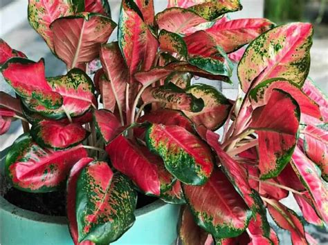 10 Best Houseplants With Red Leaves - Who Are They?