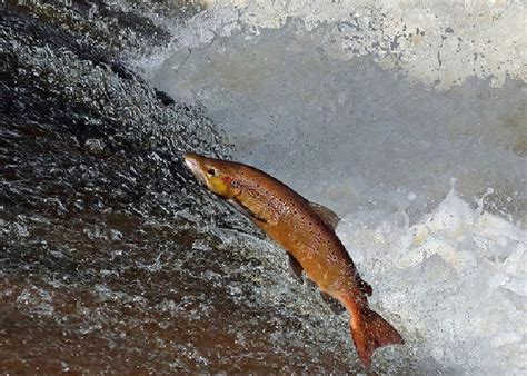 New group will work to support wild salmon recovery - Larder Magazine