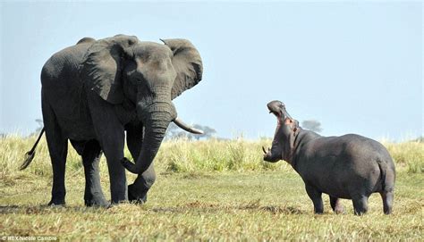 Hippo stands up to trespassing elephant | Daily Mail Online