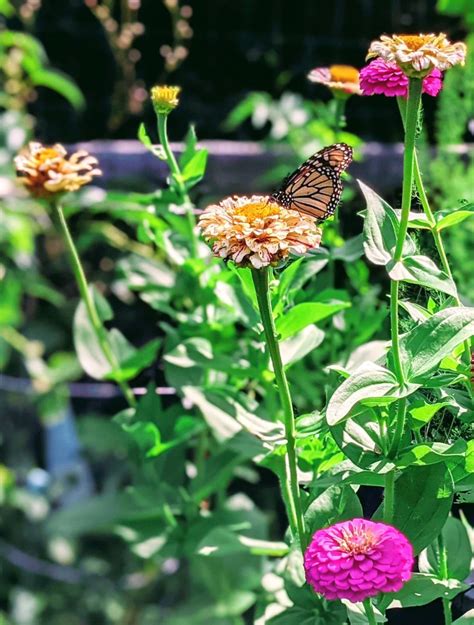 Candy Cane Zinnia – Striped Zinnias in Many Colors - Bunny's Garden