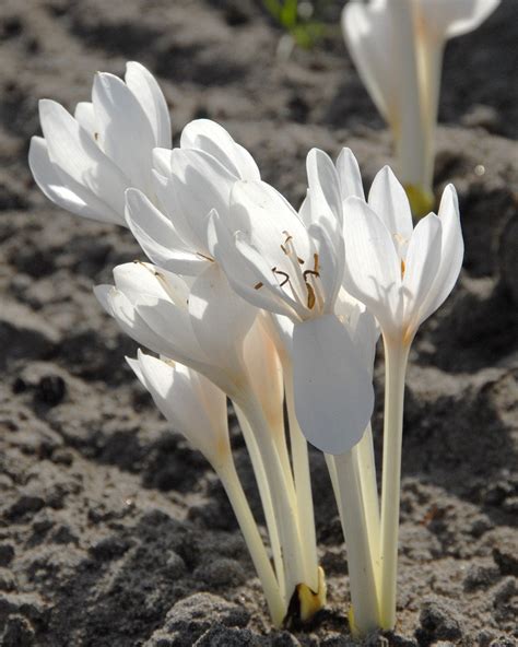 Colchicum autumnale 'Album' bulbs — Buy 'White Meadow Saffron' online ...