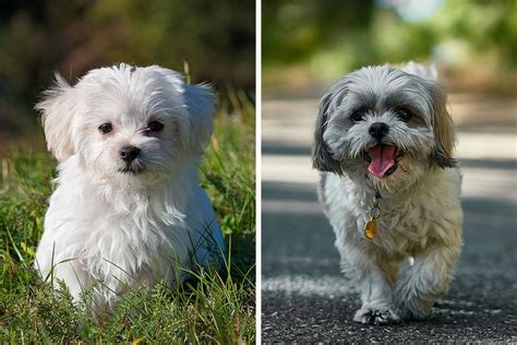 Maltese Shih Tzu Mix Breed Guide: Characteristics & Facts