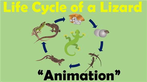 Life Cycle Of A Gecko