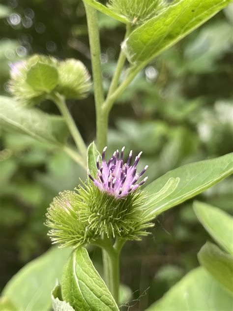 Burdock flower : r/BotanicalPorn