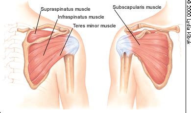 The Painful Shoulder: Part I. Clinical Evaluation | AAFP