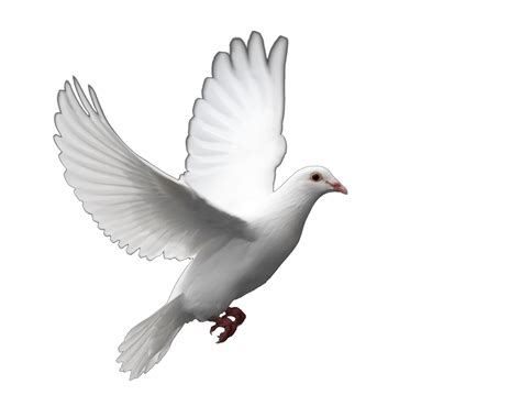 Collection of Dove PNG. | PlusPNG