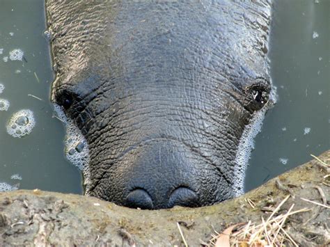 Manatee Eyes - a photo on Flickriver