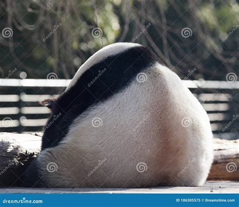 A Sleeping Panda is so Cute Stock Image - Image of sleeping, like ...