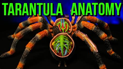 The Anatomy of a Tarantula & Spider Biology - YouTube