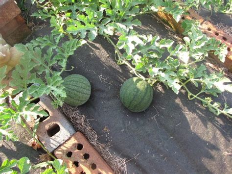 Tips: Growing Watermelon in a Small Garden in 5 Easy Steps | HubPages