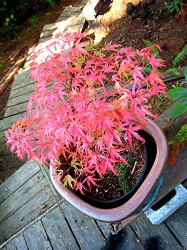 Best Dwarf Japanese Maple Bonsai Where to Buy? VirginiaBonsai.org