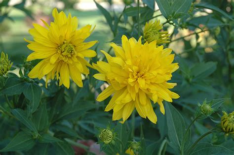 Golden Glow Coneflower (Rudbeckia laciniata 'Hortensia') in Issaquah ...