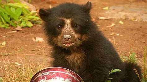 Real Life 'Paddington Bear' Rescued In Peru | HuffPost UK Life