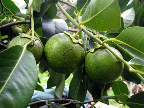 How to Grow Black Sapote