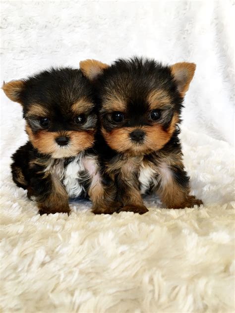 Micro Teacup Yorkshire Terrier Puppy California Breeder | iHeartTeacups