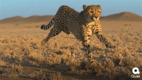 Cheetah GIFs - Find & Share on GIPHY