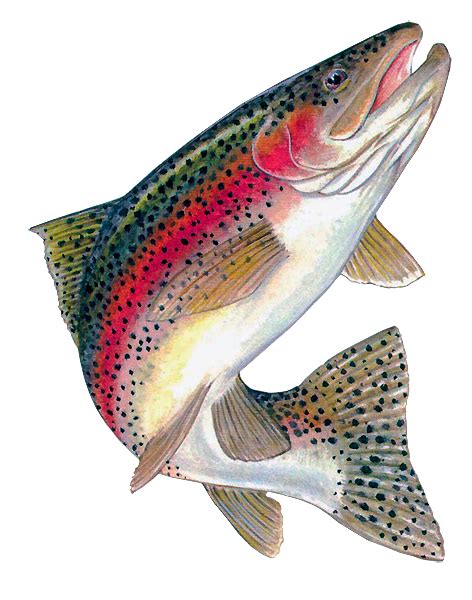 Rainbow trout Brown trout Freshwater fish - fish png download - 472*600 ...