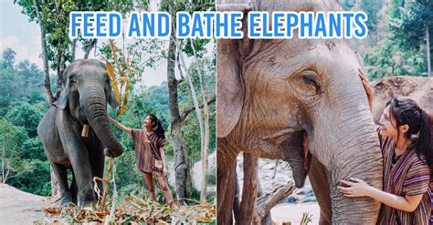 We Visited An Ethical Elephant Sanctuary In Chiang Mai To Find Out How ...