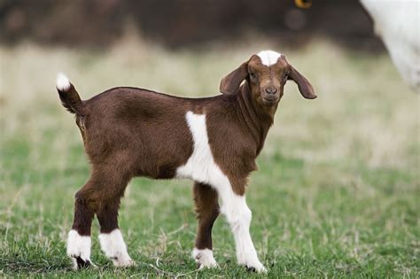 The Best Goat Breeds to Raise for Meat