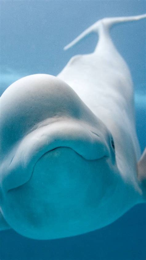 Beluga Whale Smiling - 640x1136 Wallpaper - teahub.io