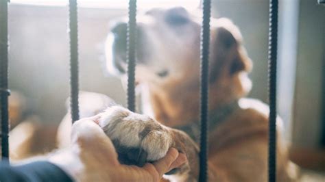 Pet shelters see adoption slowdown after pandemic demand, here's why ...