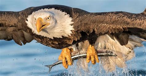 Perfectly Captured Moment! Photos Show A Bald Eagle Catching A Fish ...