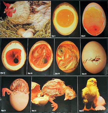 Chicken Embryo Development - Candling Eggs during Incubation