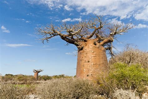 African Savanna Baobab Tree | Images and Photos finder