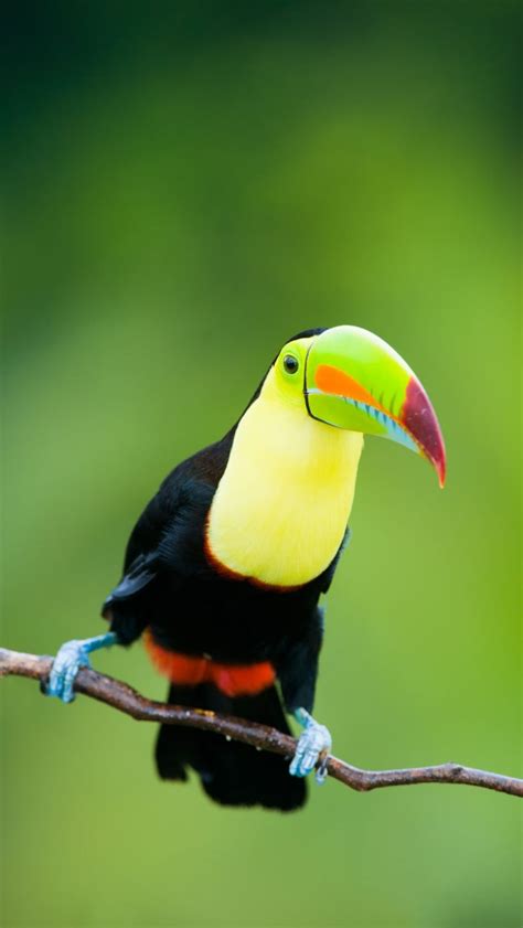 Toucan iPhone 5 Wallpaper | iPhone 5 Wallpapers Gallery