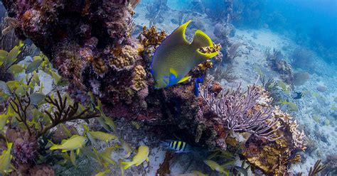 7 of the Best Places for Snorkeling in Florida Keys – Big 7 Travel