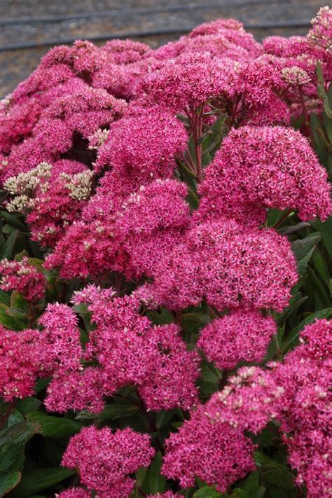 Sedum 'Mr Goodbud' | Mr Goodbud Sedum | Green Barn Garden Center