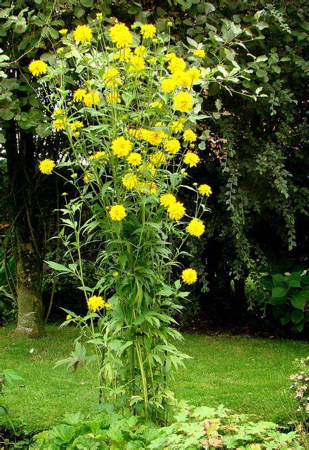 Rudbeckia laciniata 'Hortensia' | Yellow perennials, Beautiful flowers ...