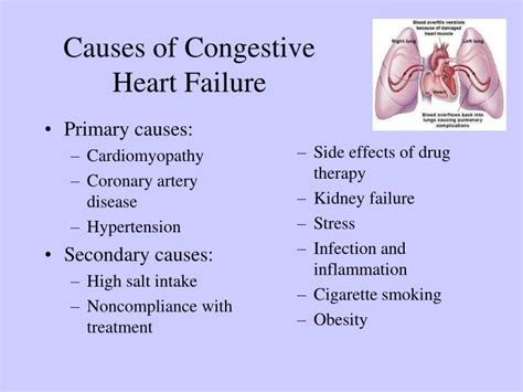 PPT - Cardiotonic drugs PowerPoint Presentation - ID:6263816