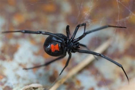 16 Black Widow Spider Facts - Fact Animal