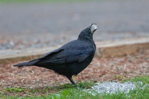 What Do Crows Eat - Crows Diet