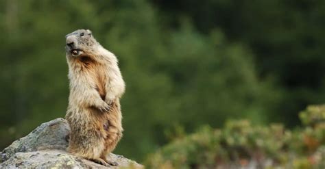 Groundhog vs Woodchuck: What’s the Difference? - IMP WORLD