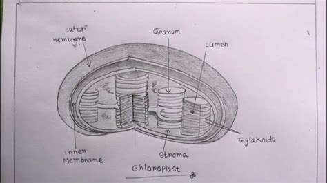 Chloroplast Diagram