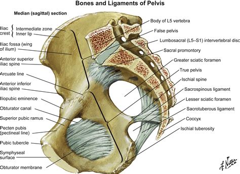 Surgical Anatomy Of The Pelvis And The Anatomy Of Pelvic Support | The ...