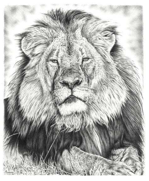 17 Lion Drawings Pencil Drawings Sketches Freecreatives