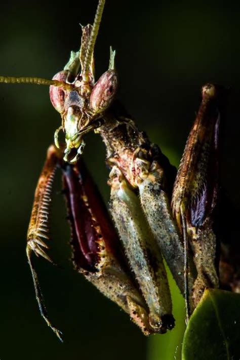 The rare Dragon Mantis found in Brazil. It’s camouflage is so 🔥 ...