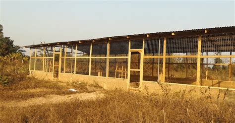 Best Poultry House Sizes: Achieve Quality And Efficiency With The Right ...