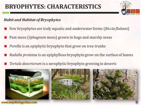 Bryophytes characteristics | PPT