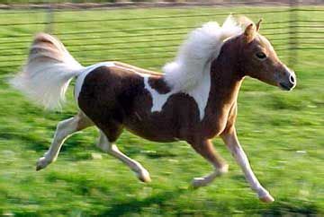 How To Care For Your Mini Horse | Miniature horse, Mini horse, Horses