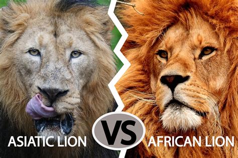 Asiatic Lion vs African Lion: What Are The Key Differences