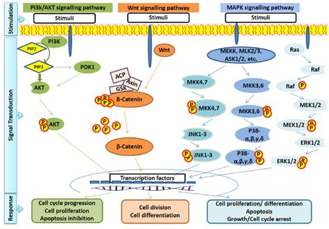 Proliferation Signaling Pathway