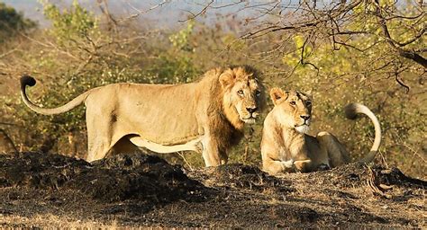 Asiatic Lion Vs African Lion