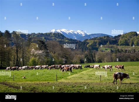 Organic farming of an organic beef breeder selling his meat and milk ...