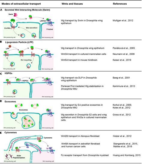 Frontiers | The Emerging Mechanisms of Wnt Secretion and Signaling in ...