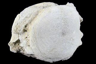 Titanothere Fossils For Sale - FossilEra.com